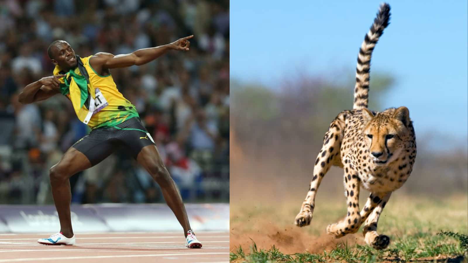 How fast is Usain Bolt? How does his speed compare with the fastest species on planet?