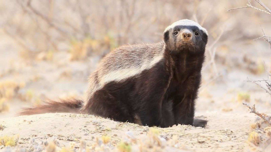 Honey Badger